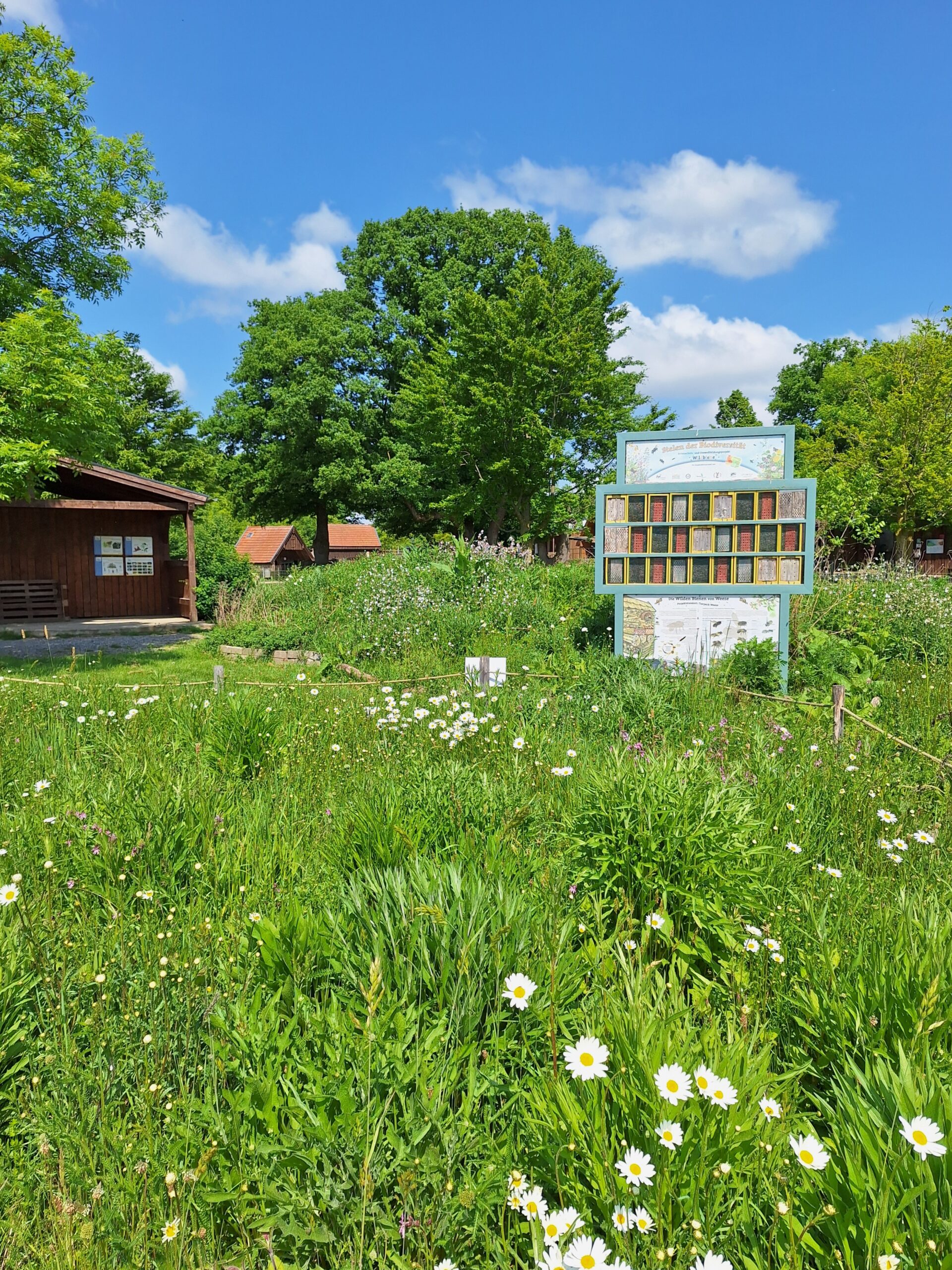 15- Naturschaugarten im Sommer mit Insektenschlupf20250507