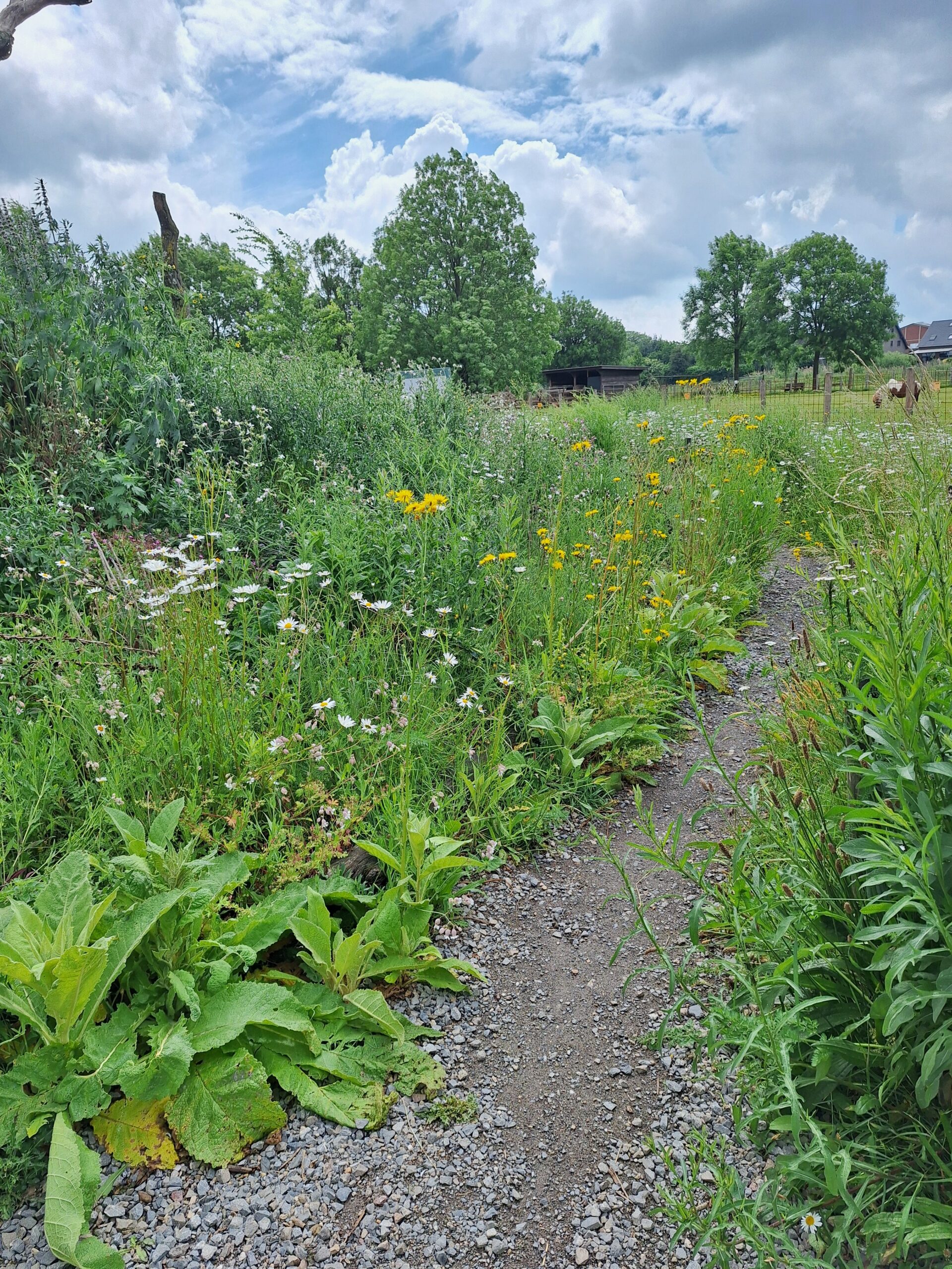 17- Naturschaugarten- Weg mit Blick auf Ponywiese20250528_111515 1